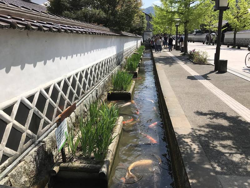 なまこ壁の白い塀に沿って流れる掘割と、その中を泳ぐ鯉